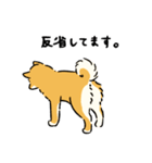 今日も柴犬が可愛い5 -赤柴-（個別スタンプ：10）