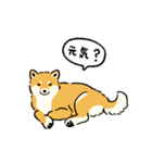 今日も柴犬が可愛い5 -赤柴-（個別スタンプ：12）