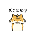 今日も柴犬が可愛い5 -赤柴-（個別スタンプ：29）