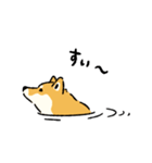 今日も柴犬が可愛い5 -赤柴-（個別スタンプ：38）