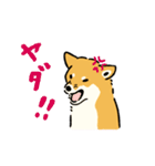 今日も柴犬が可愛い5 -赤柴-（個別スタンプ：39）