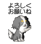 キャバリアの姫と殿 その1（個別スタンプ：29）