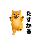 動く！おデブな柴犬（個別スタンプ：3）