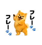 動く！おデブな柴犬（個別スタンプ：13）
