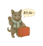 夏を彩る人気猫の水彩スタンプ（個別スタンプ：7）