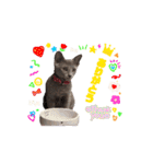 ロシブル♀️こいちゃんスタンプ❣️（個別スタンプ：5）