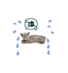 ロシブル♀️こいちゃんスタンプ❣️（個別スタンプ：13）