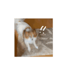 動く！チキンチママ（個別スタンプ：13）