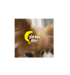 動く！チキンチママ（個別スタンプ：15）