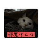 Nike/ニケ坊and Luna/ルナ 嬢 Part 2（個別スタンプ：7）