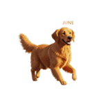 6月に使える3D犬（個別スタンプ：33）