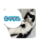 ニャンコだにゃ〜（個別スタンプ：1）
