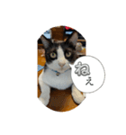 ニャンコだにゃ〜（個別スタンプ：3）