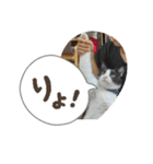ニャンコだにゃ〜（個別スタンプ：4）