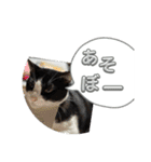 ニャンコだにゃ〜（個別スタンプ：5）