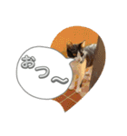 ニャンコだにゃ〜（個別スタンプ：6）