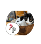 ニャンコだにゃ〜（個別スタンプ：8）