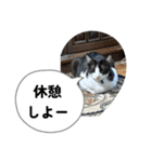 ニャンコだにゃ〜（個別スタンプ：9）
