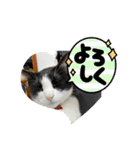 ニャンコだにゃ〜（個別スタンプ：10）