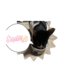 ニャンコだにゃ〜（個別スタンプ：12）