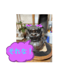 ニャンコだにゃ〜（個別スタンプ：16）