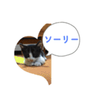 ニャンコだにゃ〜（個別スタンプ：17）