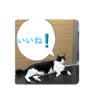 ニャンコだにゃ〜（個別スタンプ：18）