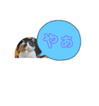 ニャンコだにゃ〜（個別スタンプ：19）