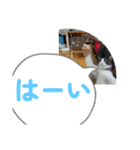 ニャンコだにゃ〜（個別スタンプ：20）