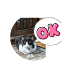 ニャンコだにゃ〜（個別スタンプ：21）