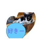 ニャンコだにゃ〜（個別スタンプ：22）