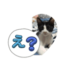 ニャンコだにゃ〜（個別スタンプ：23）