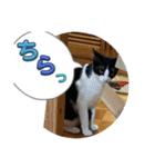 ニャンコだにゃ〜（個別スタンプ：24）