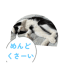 ニャンコだにゃ〜（個別スタンプ：27）