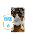 ニャンコだにゃ〜（個別スタンプ：28）