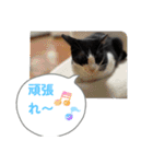 ニャンコだにゃ〜（個別スタンプ：29）
