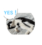 ニャンコだにゃ〜（個別スタンプ：34）