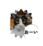 ニャンコだにゃ〜（個別スタンプ：37）