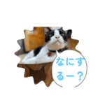 ニャンコだにゃ〜（個別スタンプ：38）