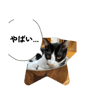 ニャンコだにゃ〜（個別スタンプ：39）