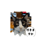 ニャンコだにゃ〜（個別スタンプ：40）