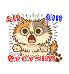 エキゾチックにかわいい猫スタンプ文字入り（個別スタンプ：34）