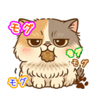 エキゾチックにかわいい猫スタンプ文字入り（個別スタンプ：39）