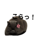 僕、ぽんすけ（個別スタンプ：1）