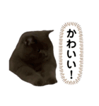 僕、ぽんすけ（個別スタンプ：12）