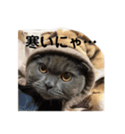僕、ぽんすけ（個別スタンプ：21）