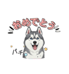 『シベリアンハスキー』のスタンプ（個別スタンプ：13）