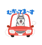 『シベリアンハスキー』のスタンプ（個別スタンプ：17）
