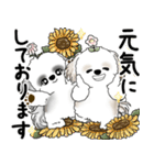 シーズーさん達 2025 「花と丁寧語」（個別スタンプ：3）