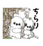 シーズーさん達 2025 「花と丁寧語」（個別スタンプ：10）